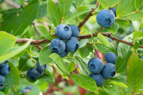 Blueberries in branches